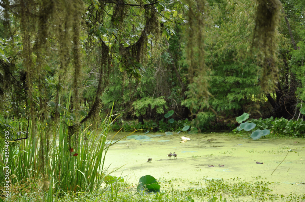 Fototapeta premium Brazos Bend State Park, Needville, Texas, a green swamp with spanish moss