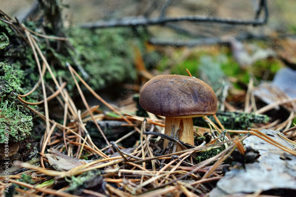 Xerocomus badius edible mushroom Xerocomus badius edible mushroom