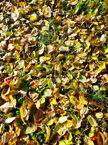 Autumn foliage on the grass illuminated by sunlight