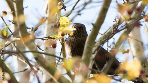 Juvenile male Blackbird perching in a tree, surrounded by leaves and berries photo