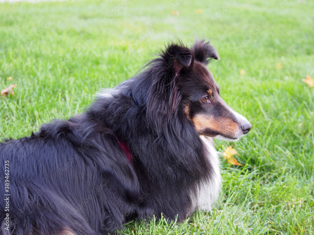 Fototapeta premium Tri Colored Shetland Sheepdog Laying in Green Grass