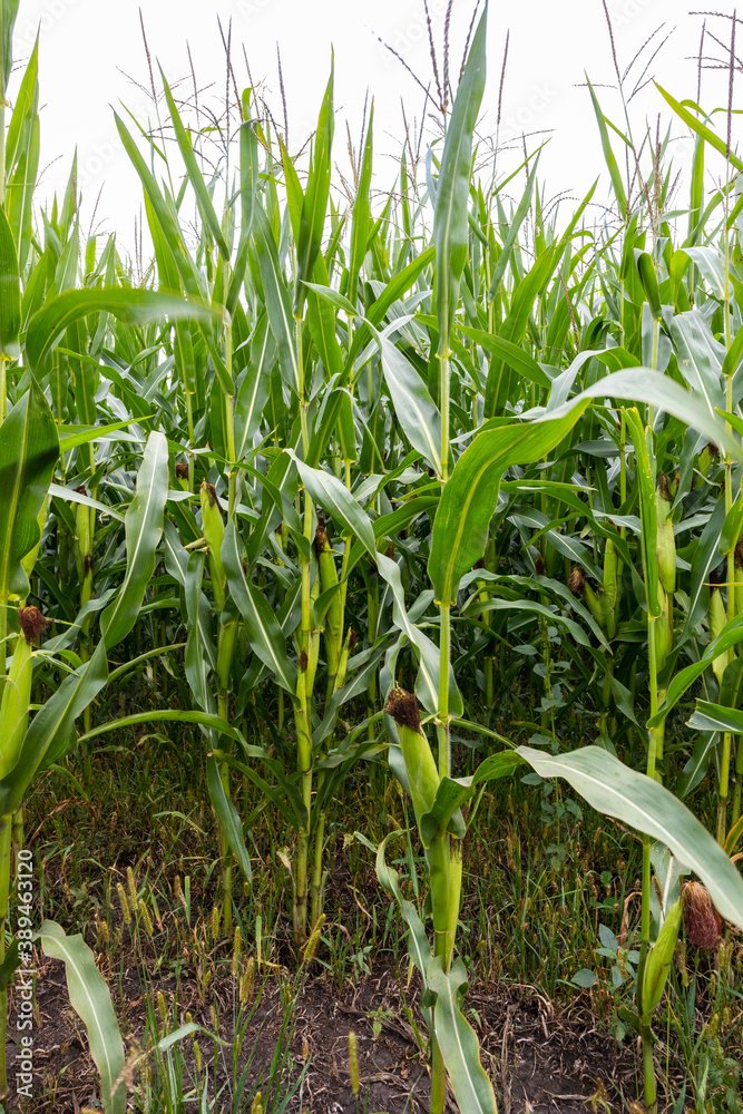 green corn plants with cobs in the field green corn plants with cobs in the field