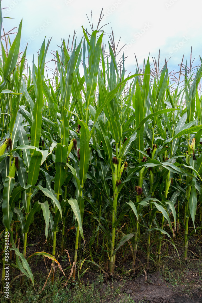 green corn plants with cobs in the field green corn plants with cobs in the field