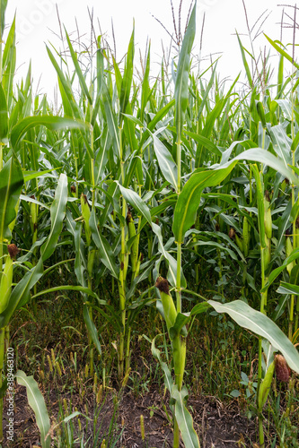 green corn plants with cobs in the field