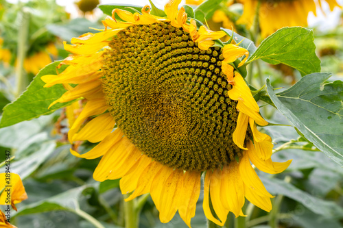 blooming sunflower on a field in the summer