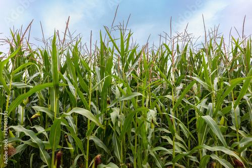 corn field in the summer with sky