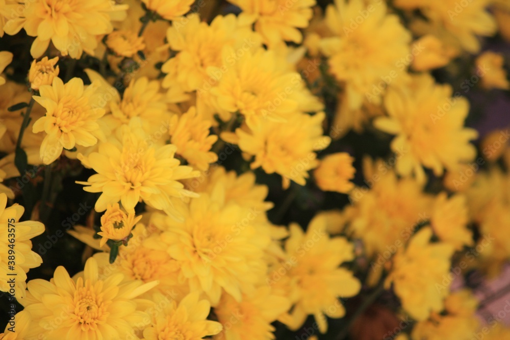 jellow flowers jellow flowers