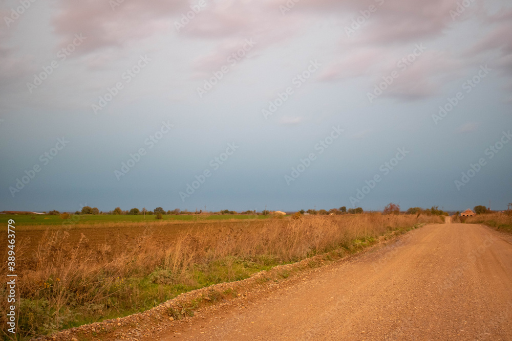 Road with dark reeds in autumn