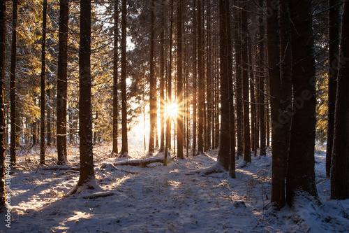 Sunrays in a boreal Spruce forest on a snowy winter day in Estonia. 