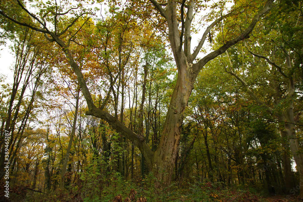 Obraz premium trees in the forest