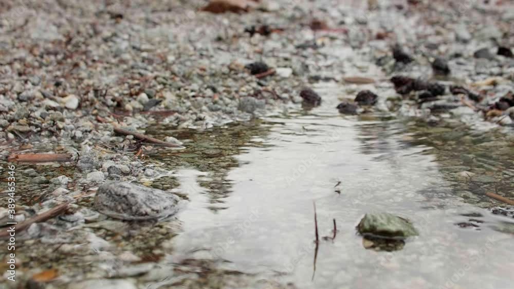 Mosquito is flying over clear water of puddle. Reflection of sky