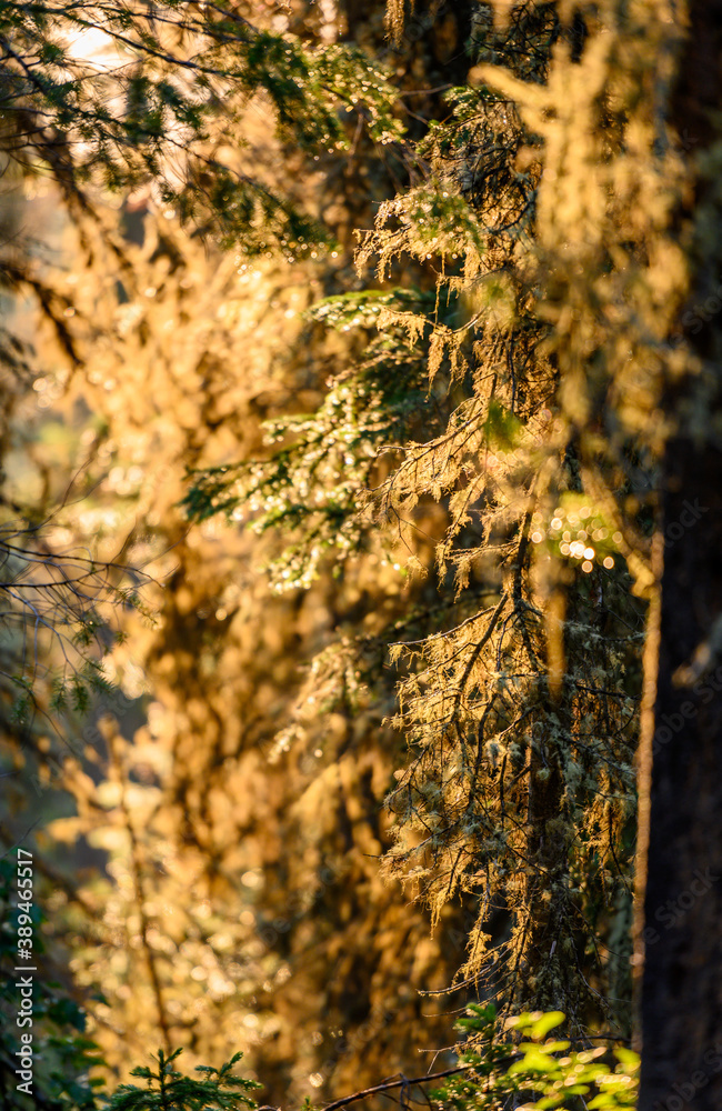 Sunlight Back Lights Dewy Moss Sunlight Back Lights Dewy Moss