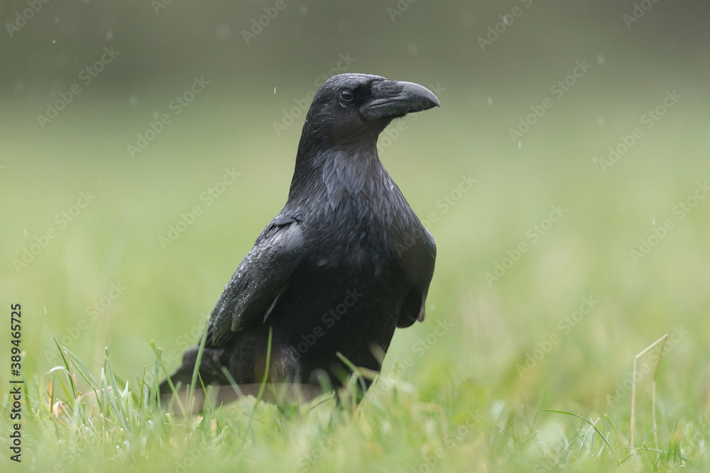 Raven in the rain, photographed in Ireland, Co. Carlow