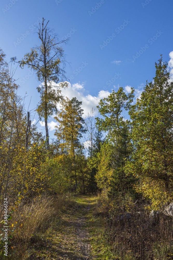 Beautiful view of autumn yellowed forest trees on blue sky background. Beautiful view of autumn yellowed forest trees on blue sky background.