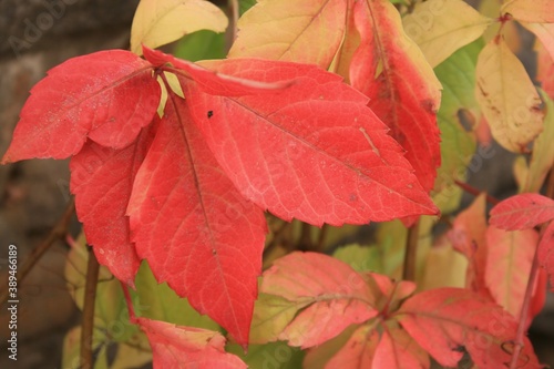 red autumn leaves