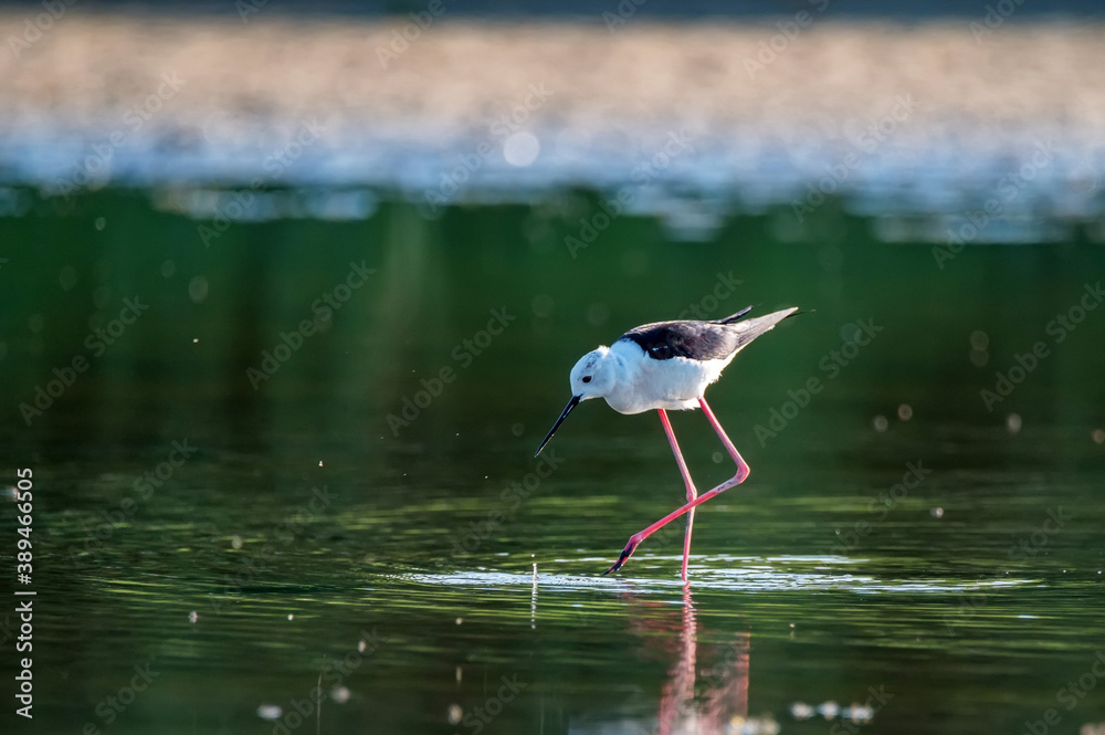 Obraz premium Black-winged stilt or Himantopus himantopus wades in marshland