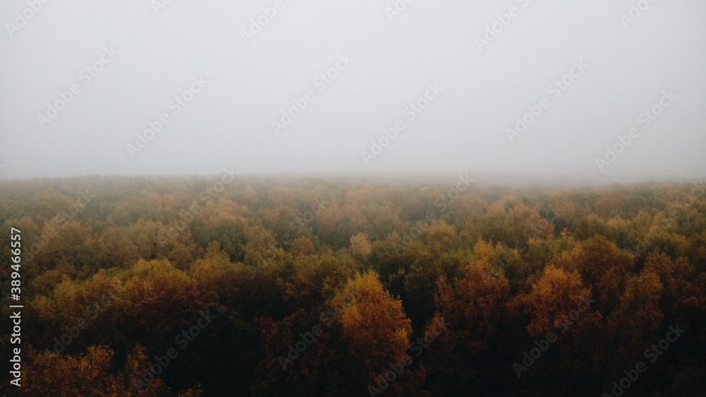 fog in the forest fog in the forest