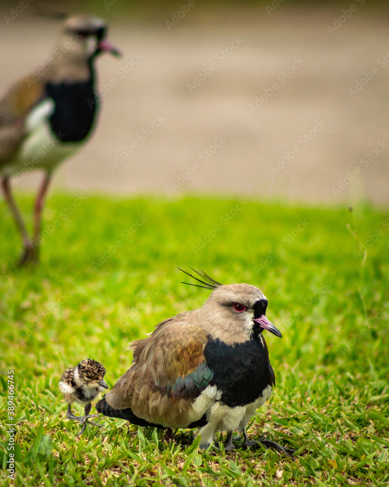 Fototapeta premium Bird family 