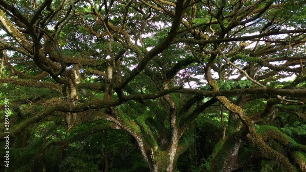 Flying under a big canopy of an old giant tree in Martinique beautiful foliage le Precheur Flying under a big canopy of an old giant tree in Martinique beautiful foliage le Precheur