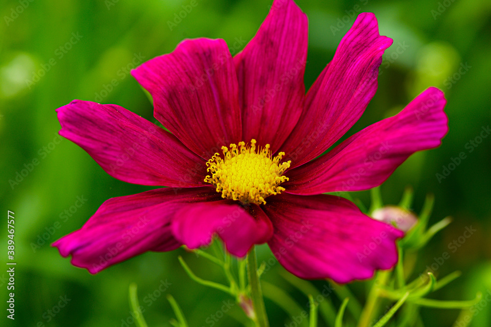 Obraz premium Onętek (kosmos)