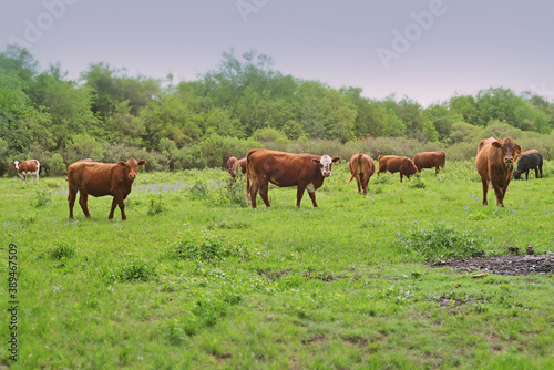 cows on pasture © Maelia Rouch