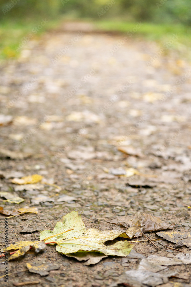 Autumnal Leaves Of Various Colours On The Ground Along A Path Autumnal Leaves Of Various Colours On The Ground Along A Path