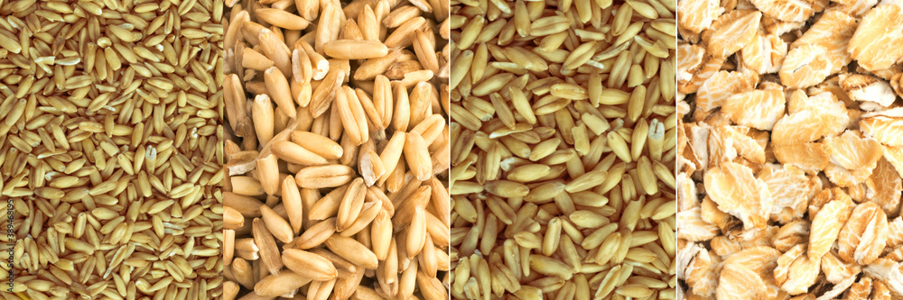 Pearl Barley Grains Food Collage, Various Pearl Barley Collection Pearl Barley Grains Food Collage, Various Pearl Barley Collection
