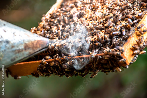 Working bees in the apiary of a beehive. Bees convert nectar into honey and cover it in honeycombs. Beekeeping. Beekeeper holding frame © Sachintha