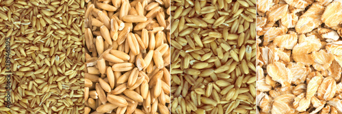 Pearl Barley Grains Food Collage, Various Pearl Barley Collection