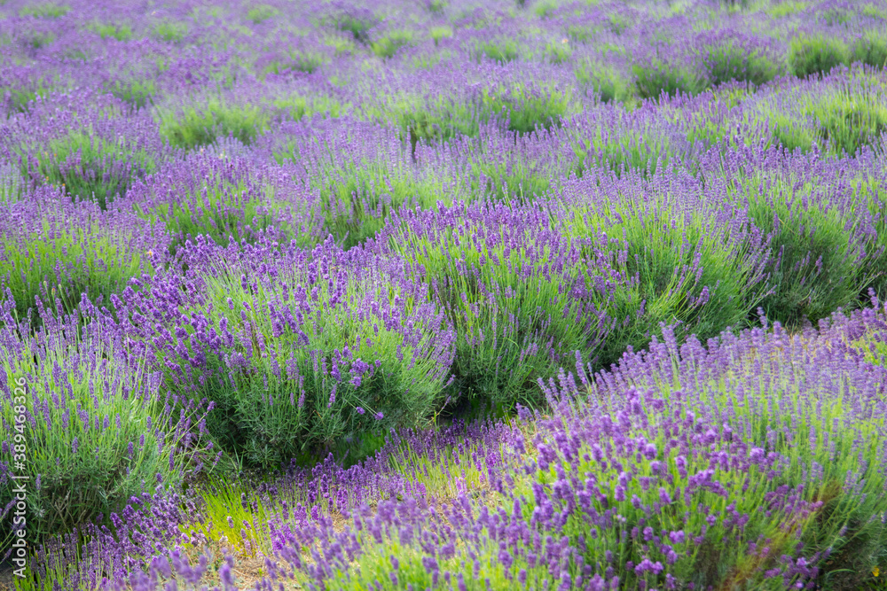 Obraz premium Lavender field in sunlight. Field of Lavender, Lavender officinalis. Beautiful image of lavender field. flower field, image for nat.