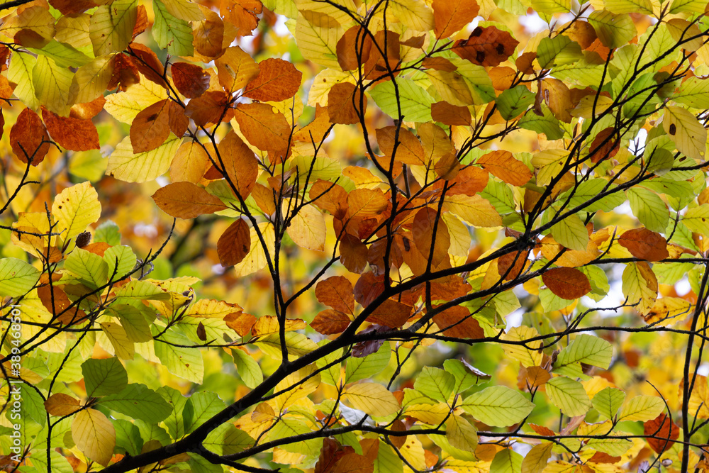 Autumn leaves background Autumn leaves background