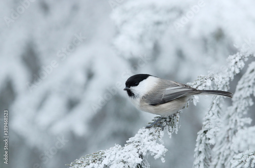 Photography European winter bird Willow tit, Poecile montanus in a frosty forest during a cold and white winter day in Estonian nature, Northern Europe