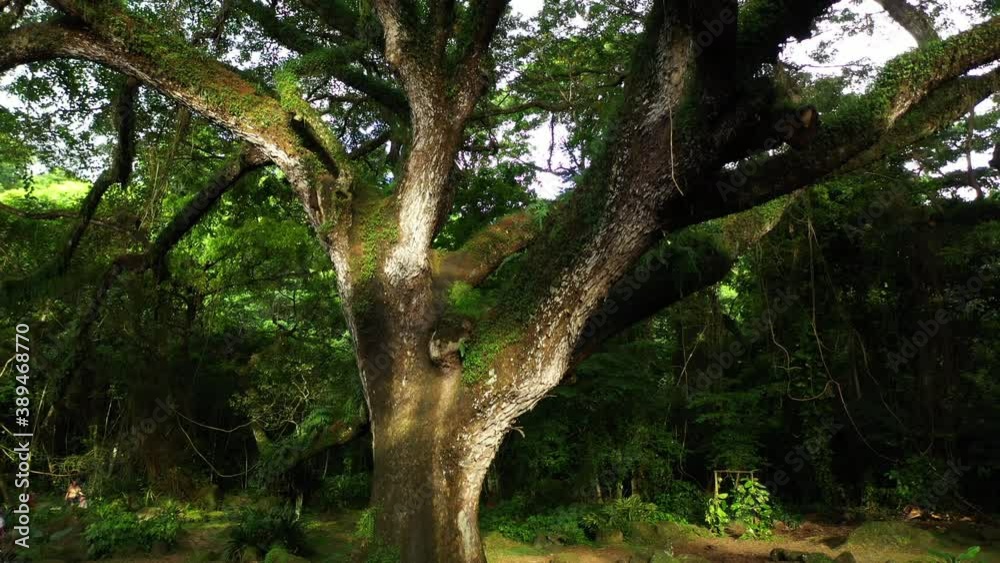 From bottom to top aerial view of a giant tree in Martinique big branches le precheur From bottom to top aerial view of a giant tree in Martinique big branches le precheur