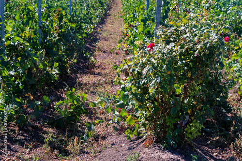Photo of Rose bush in the vineyard in autumn