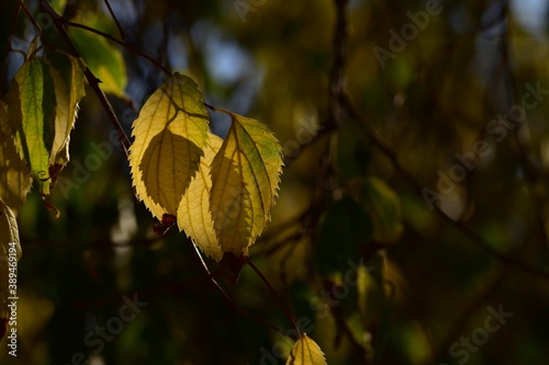macro de hoja colorida de otoño