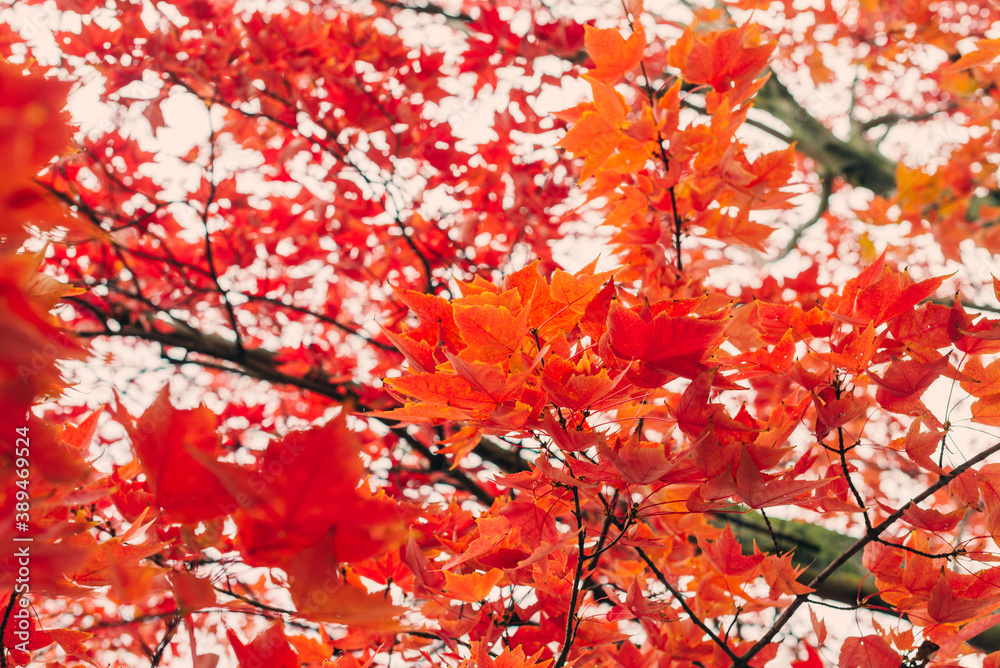 Sweet gum tree in gorgeous red fall foliage Sweet gum tree in gorgeous red fall foliage