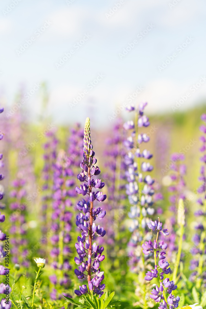 Fototapeta premium Flowers of pink and purple lupin on the field in natural sunlight.