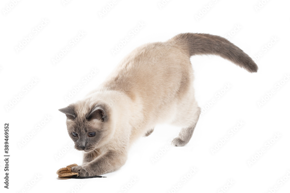 Cat in the jump for the toy catches prey with front paws.