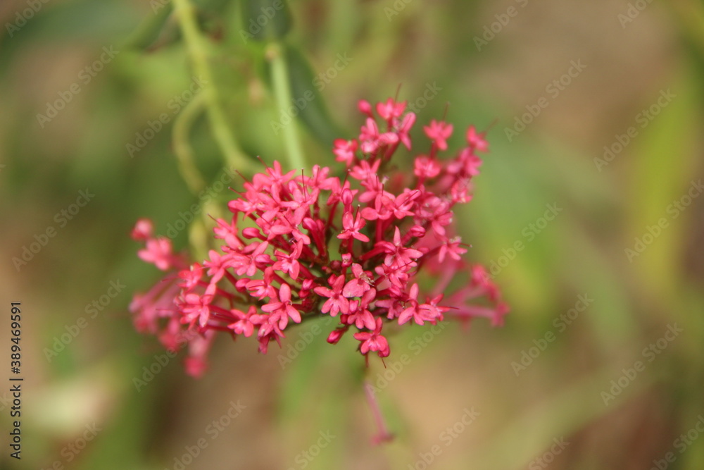 fleurs fleurs