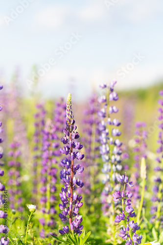 Flowers of pink and purple lupin on the field in natural sunlight.