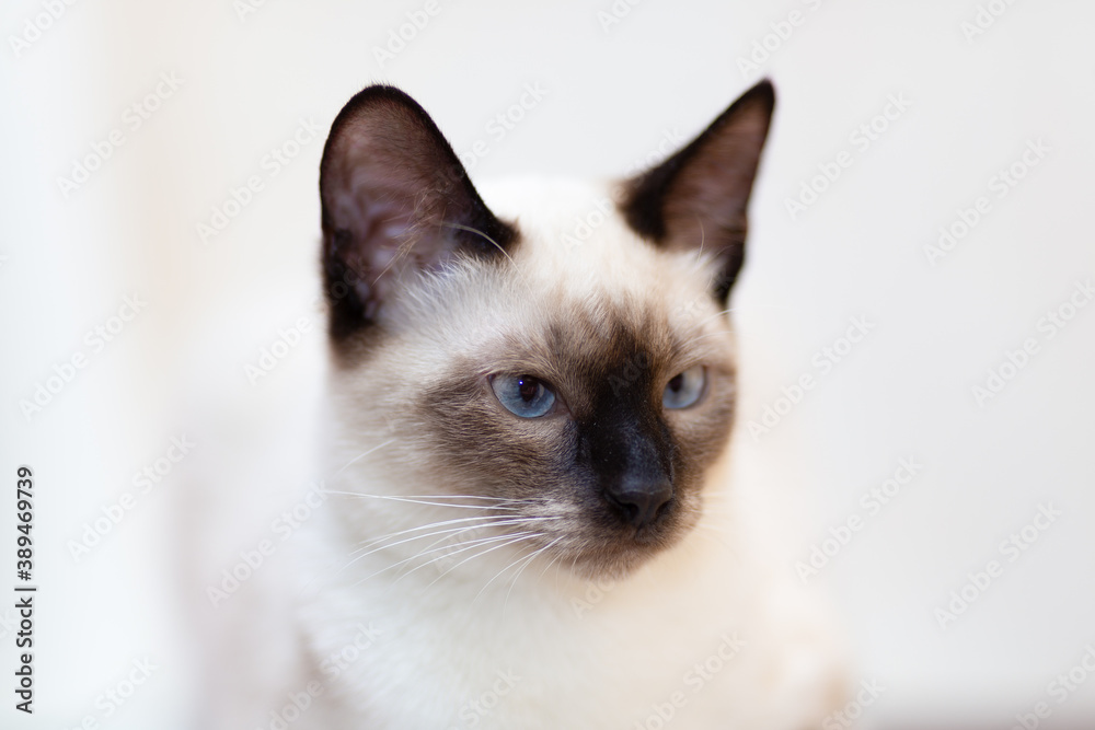 Portrait of a Thai cat, a close-up muzzle against a bright background.