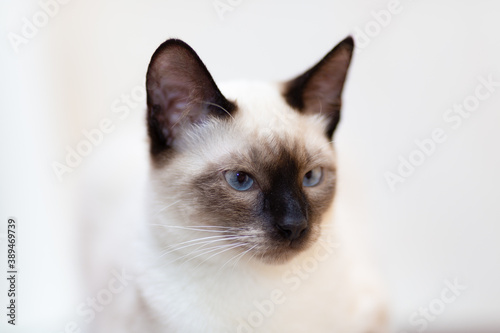 Portrait of a Thai cat, a close-up muzzle against a bright background. © Ekaterina Kolomeets