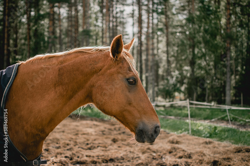 portrait of a horse