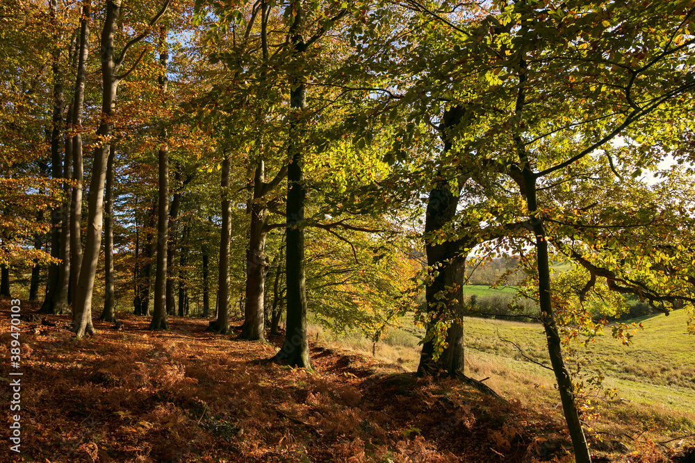 schöner Laubwald und Feld Landschaft im Herbst