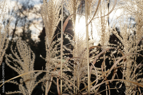 Miscanthus sinensis, the maiden silvergrass, is a species of flowering plant in the grass family Poaceae, native to eastern Asia. photo