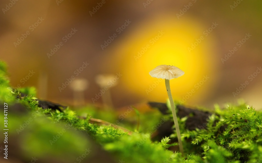 Little mushroom on orange background between green moss in autumn in the forest Little mushroom on orange background between green moss in autumn in the forest