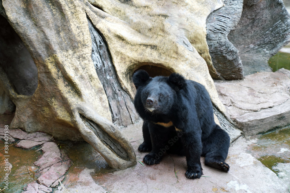a nice Himalayan bear is sitting in a zoo      