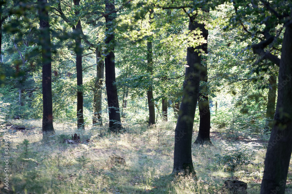 Lichter Eichenwald