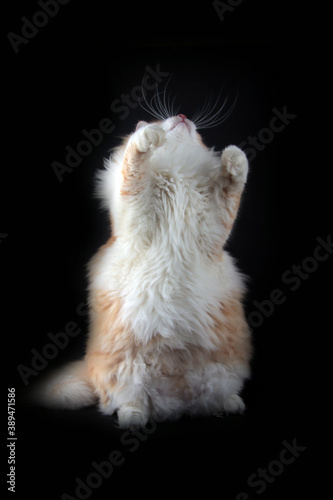Cute fury cat standing against black background. Image contains copy space