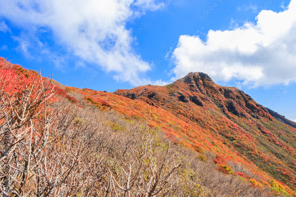 大船山と紅葉　くじゅう連山　大分県玖珠郡　Mt.Daisenzan and Autumn leaves Kujuurenzan Ooita-ken Kusu-gun